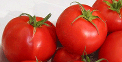 file/ELEMENTO_NEWSLETTER/15180/Agricoltura_pomodori.gif